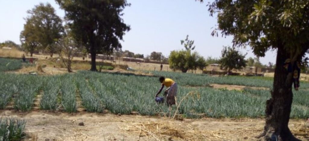 Mali landbouw