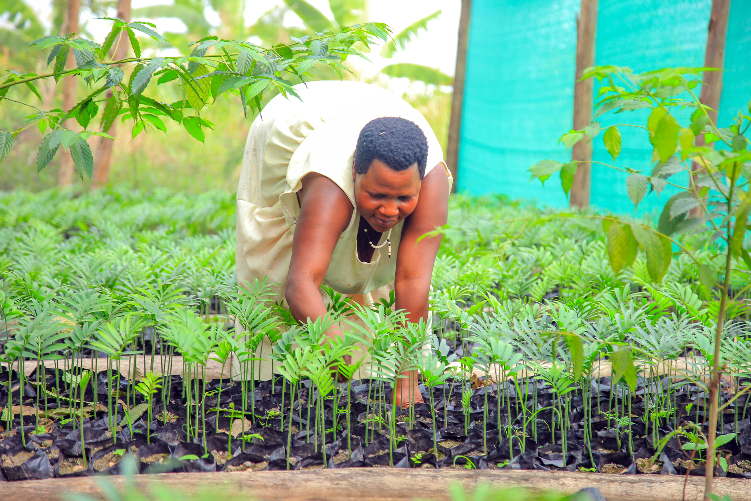 Vrouw in boomkwekerij in Oeganda