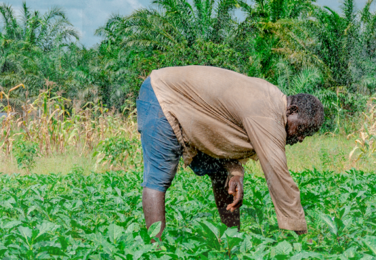 Een boer kweekt groenten op zijn akker