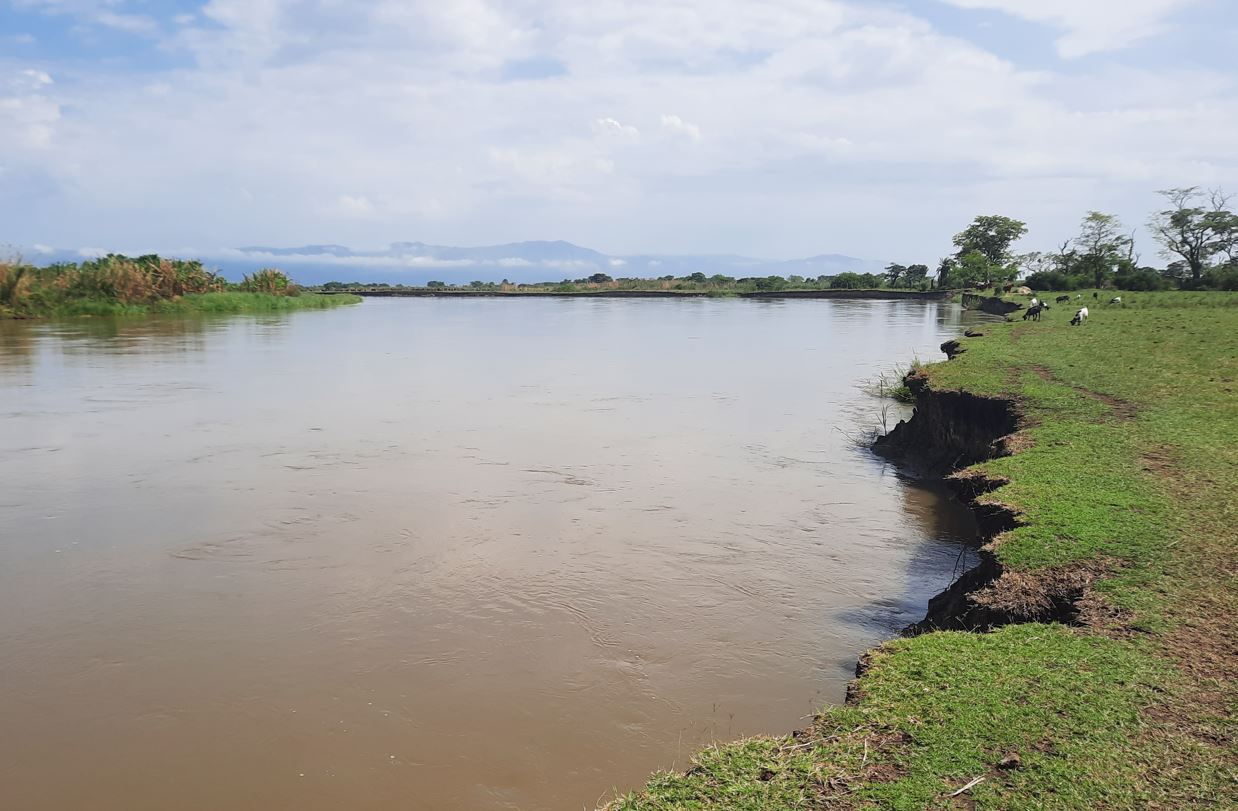 Koeien grazen aan de Semliki-rivier in Oeganda, die sterk erodeert