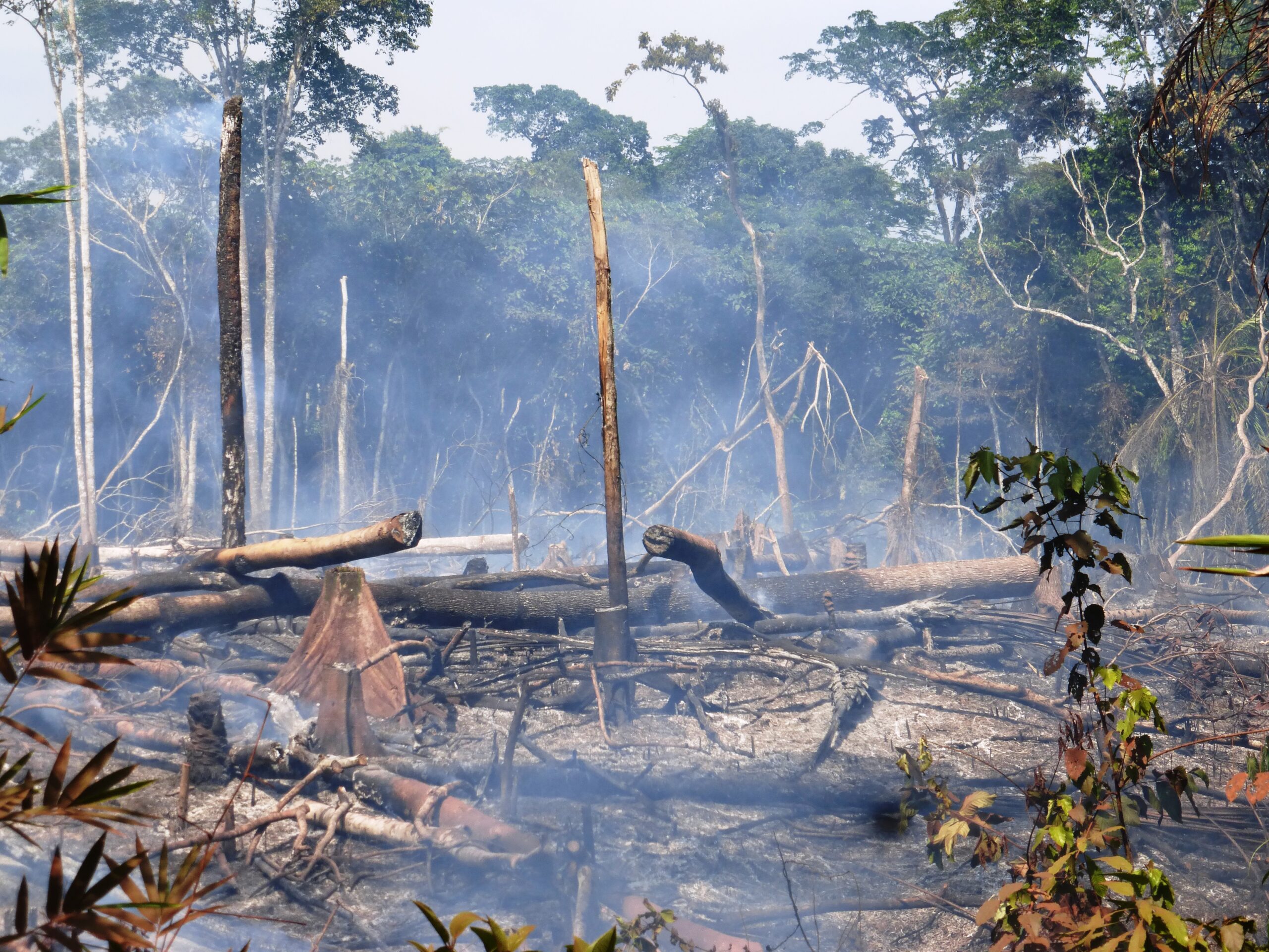 Een stuk Congolees regenwoud, platgebrand om aan landbouw te kunnen doen.
