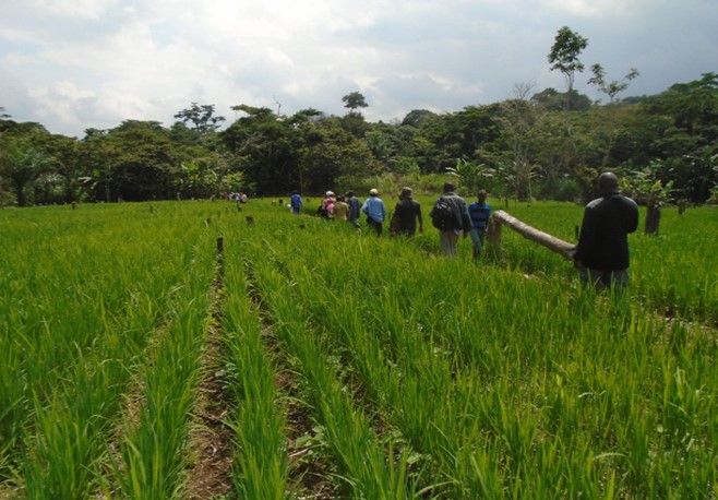 Partner COSAE DR Congo rijst