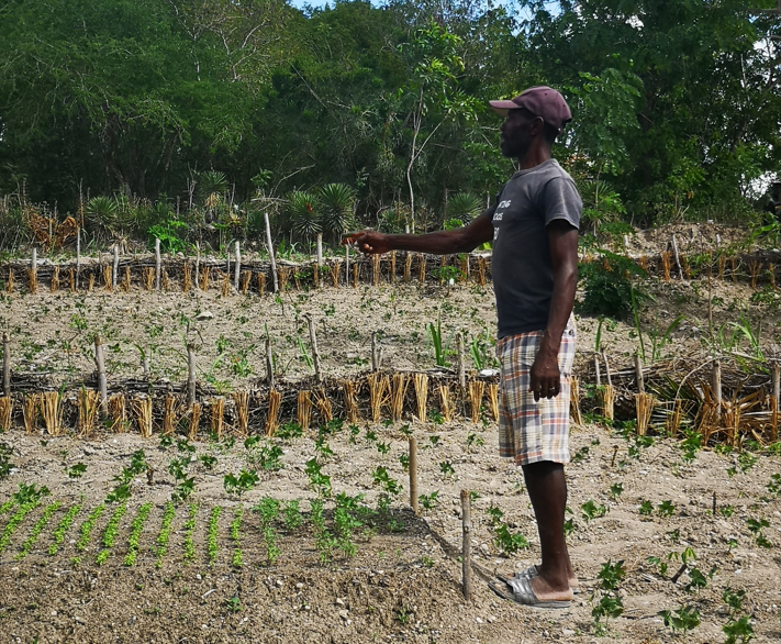 Haïti-landbouw