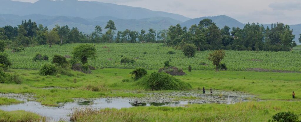 Oeganda Wetland