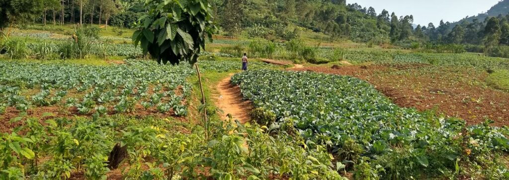 Burundi landbouw