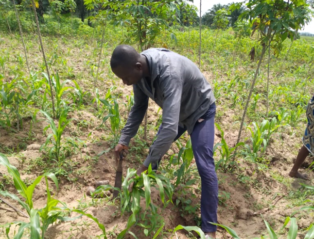 Benin herbebossing