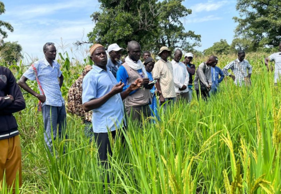 Mali Tangala rijstteelt