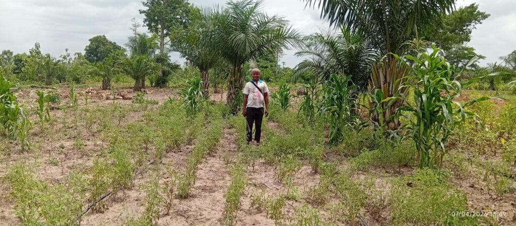 Groenten telen Benin -  Paulin Togbe