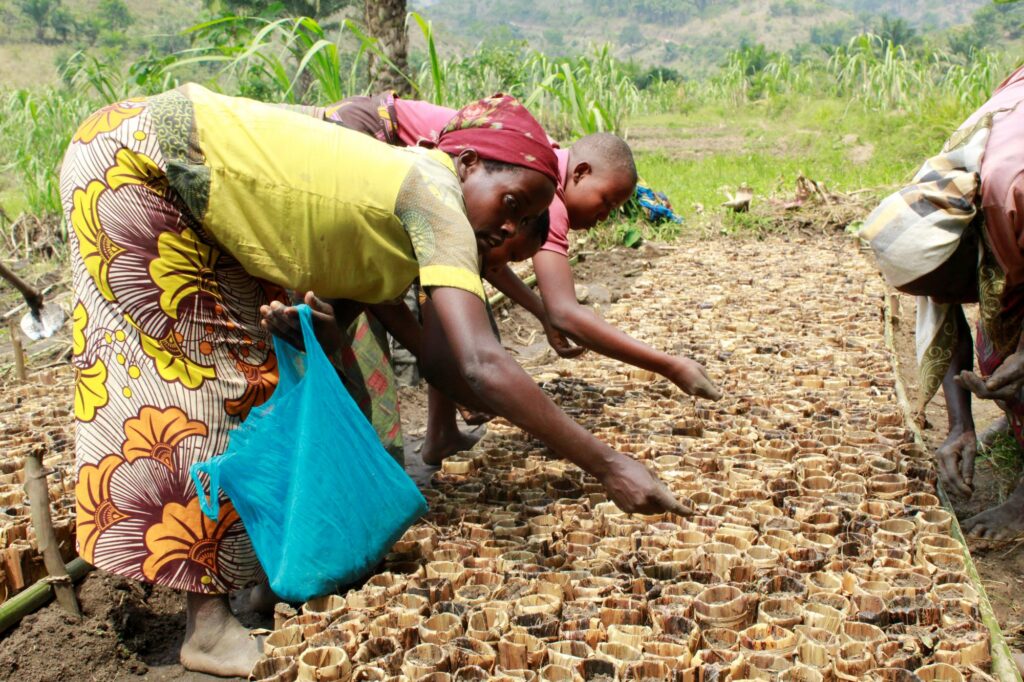 Burundi boomkwekerij